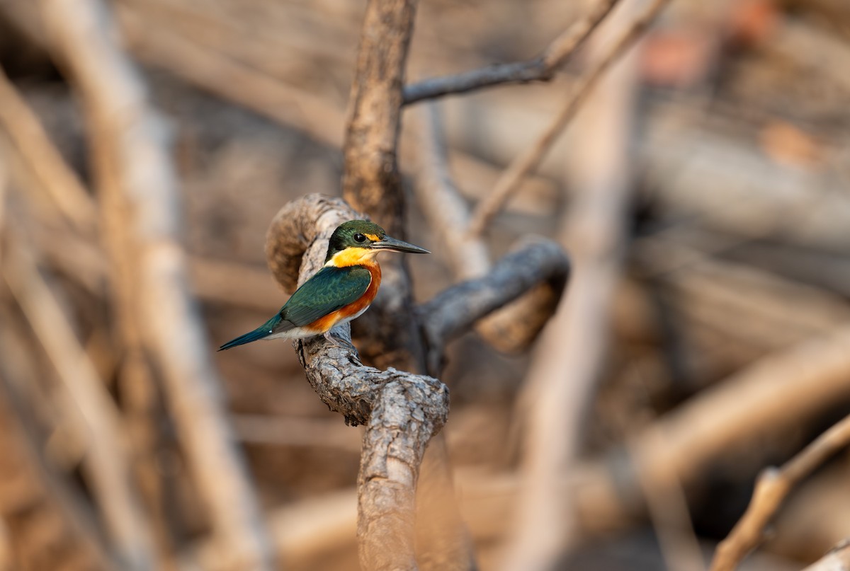 American Pygmy Kingfisher - ML641058058