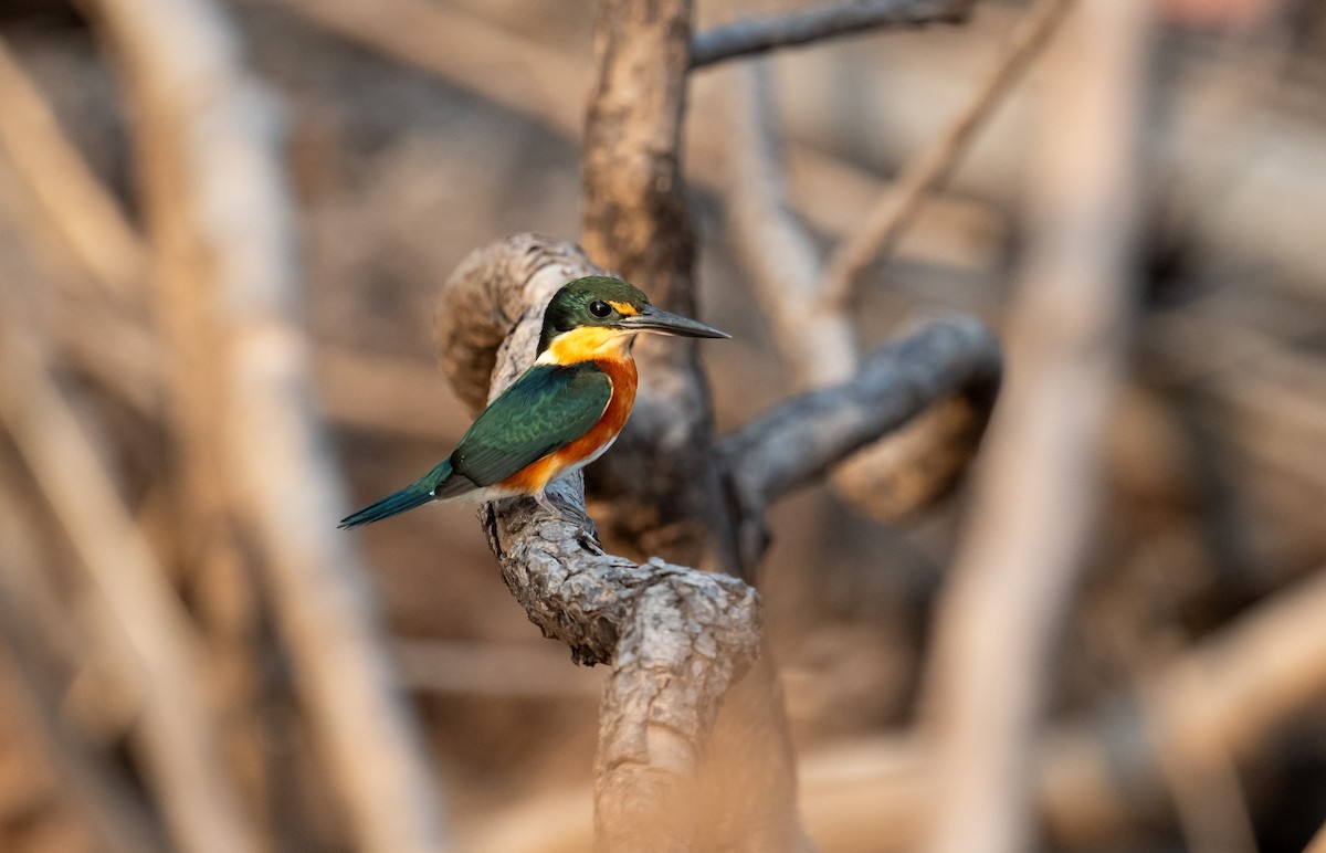 American Pygmy Kingfisher - ML641058059