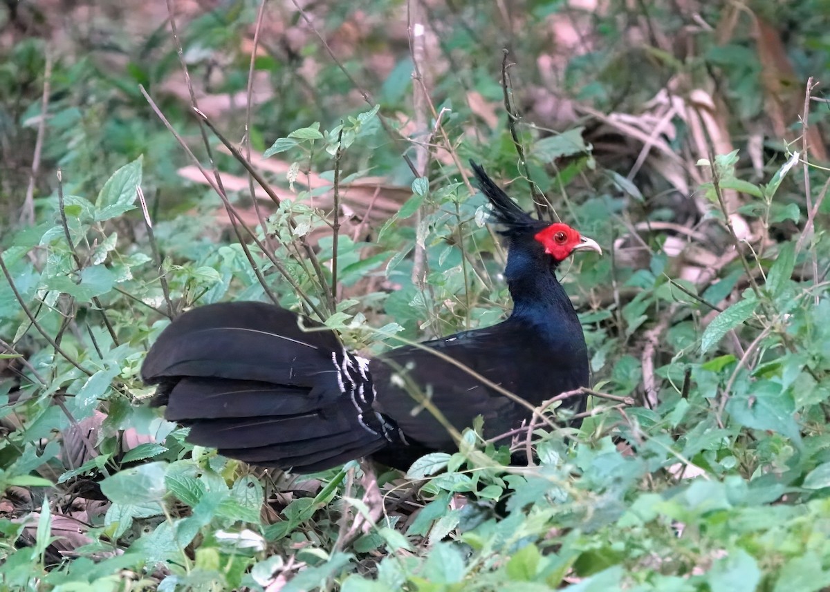 Kalij Pheasant - ML641058069