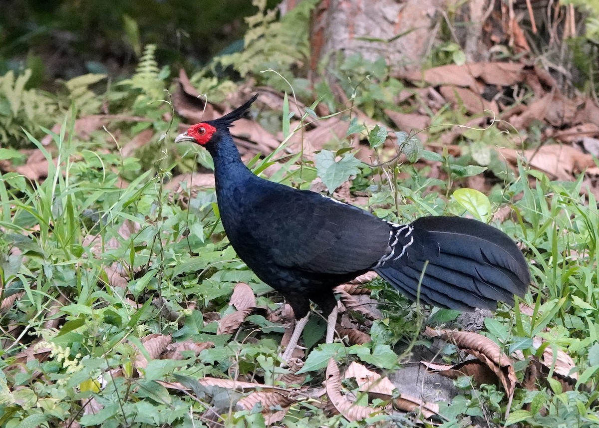 Kalij Pheasant - ML641058071
