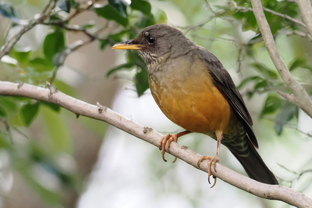 Olive Thrush - ML641058104