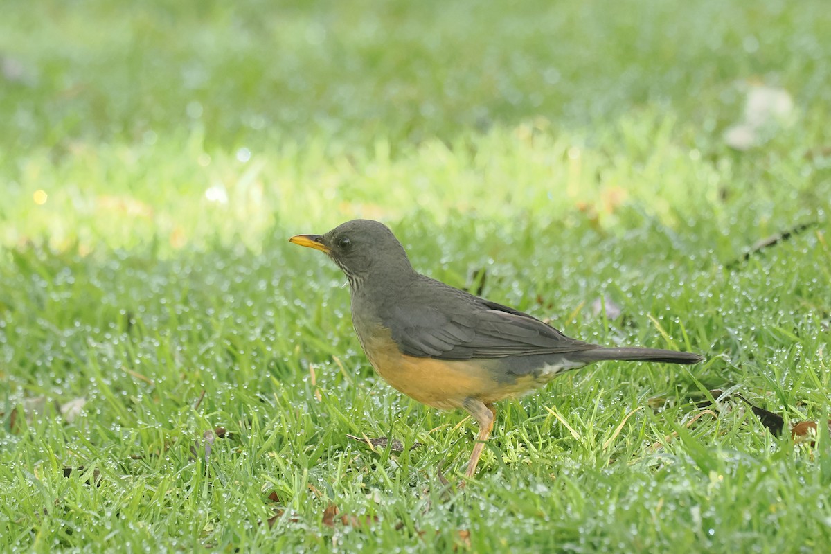 Olive Thrush - ML641058105