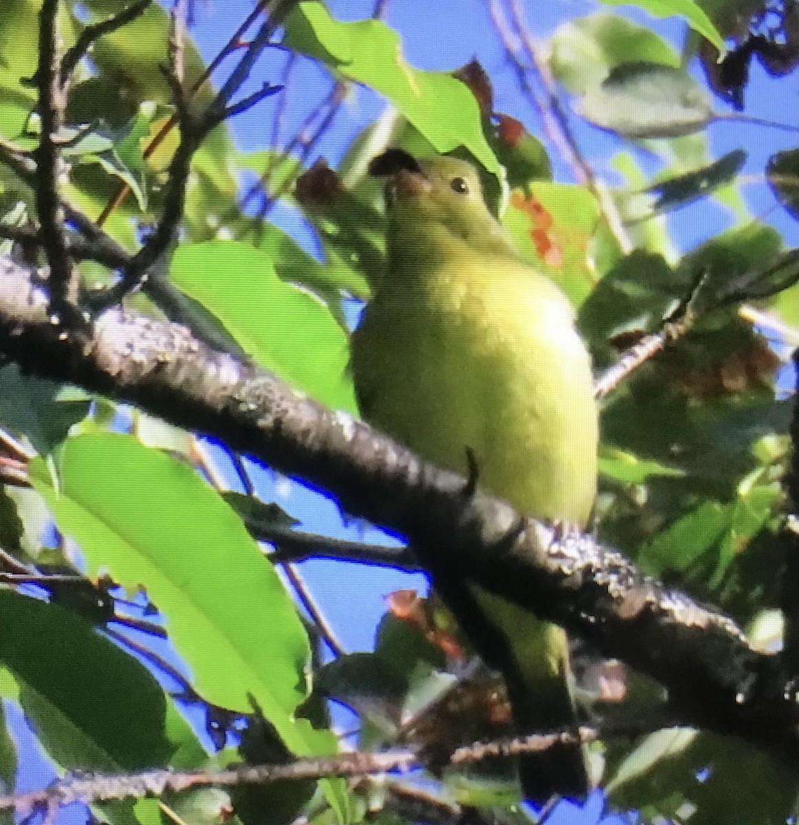 Scarlet Tanager - ML641058127