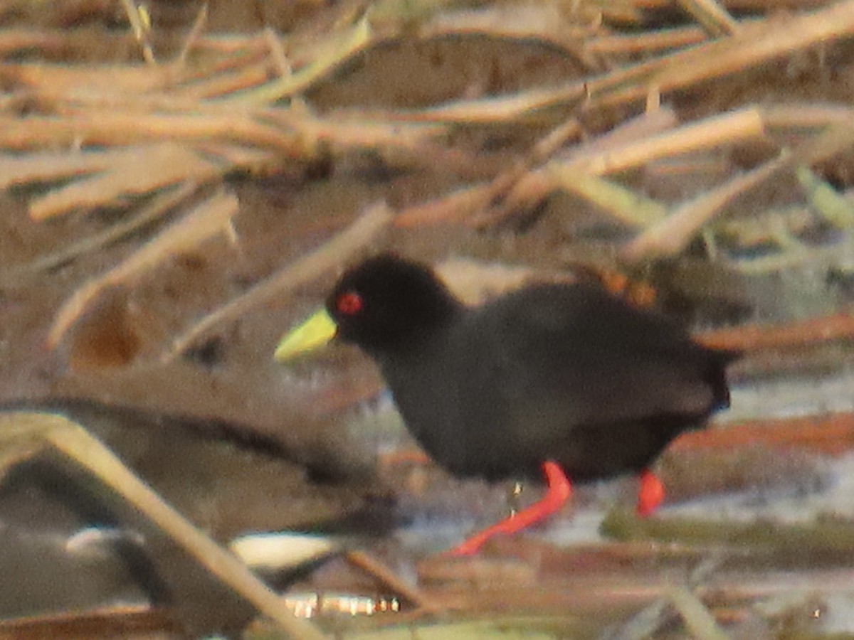 Black Crake - ML641058141
