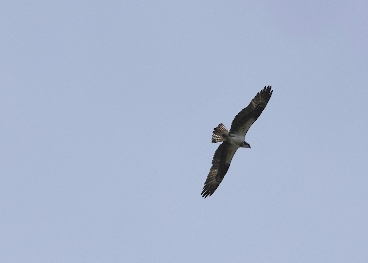 魚鷹 - ML641058156