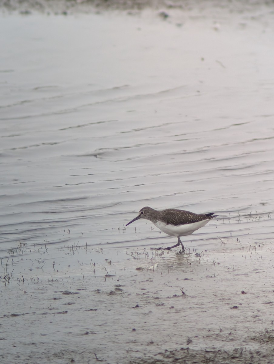 Green Sandpiper - ML641058216