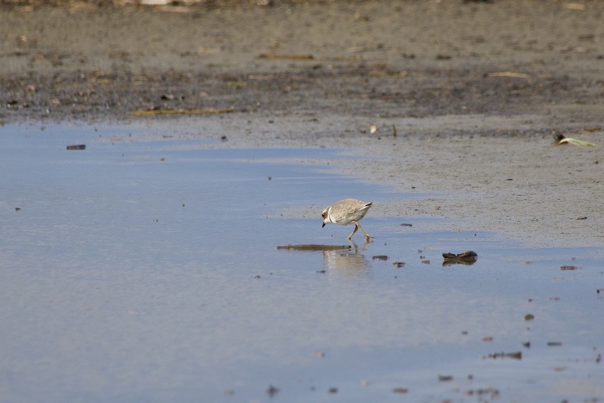 Semipalmated Plover - ML641058224