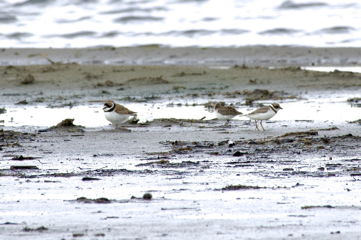 Semipalmated Plover - ML641058225