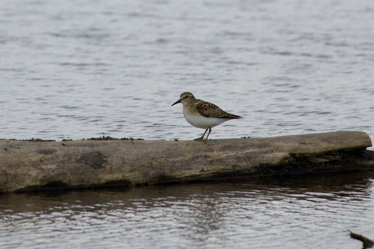 Least Sandpiper - ML641058235