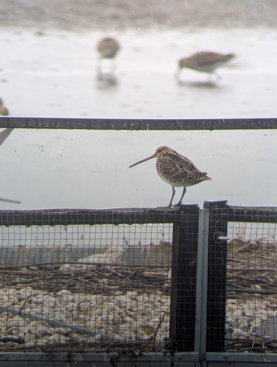 Common Snipe - ML641058267