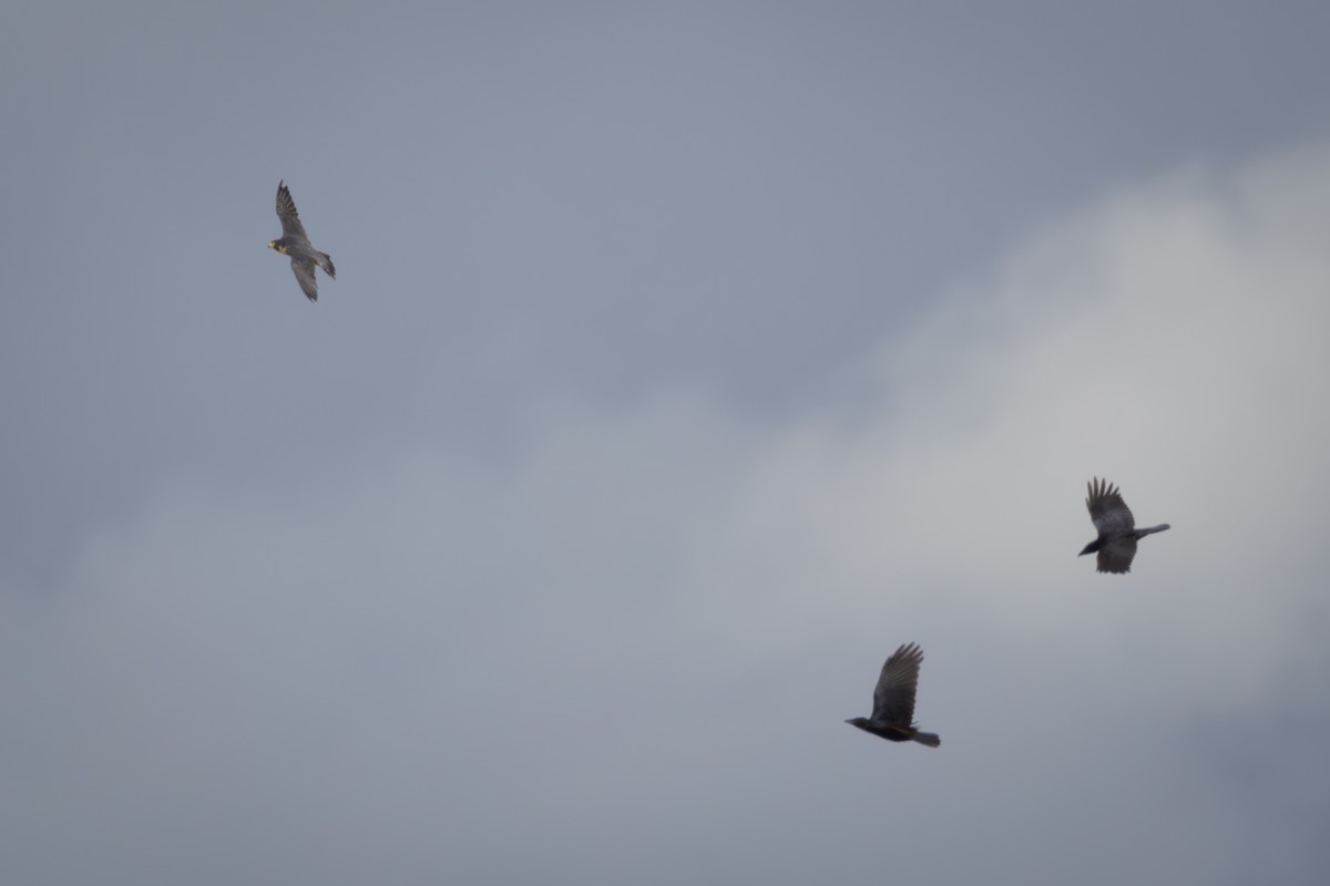 Peregrine Falcon - ML641058276