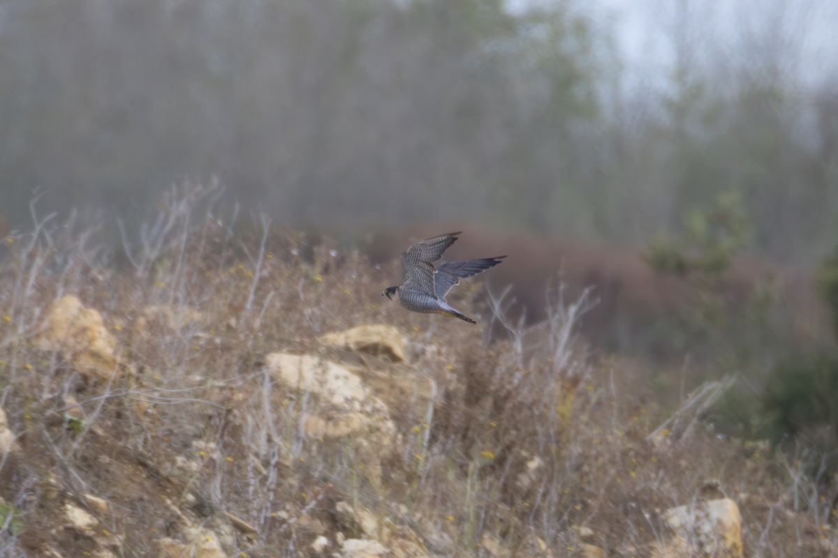 Peregrine Falcon - ML641058277