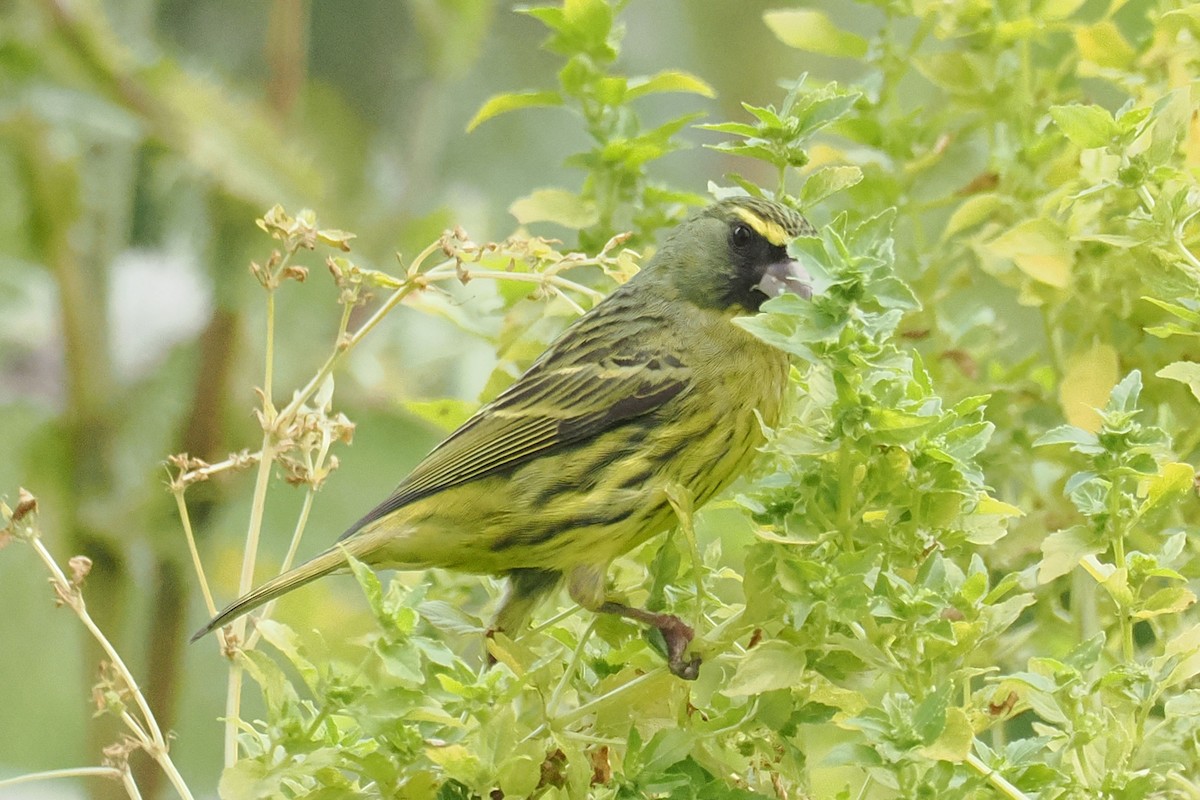 Forest Canary - ML641058287