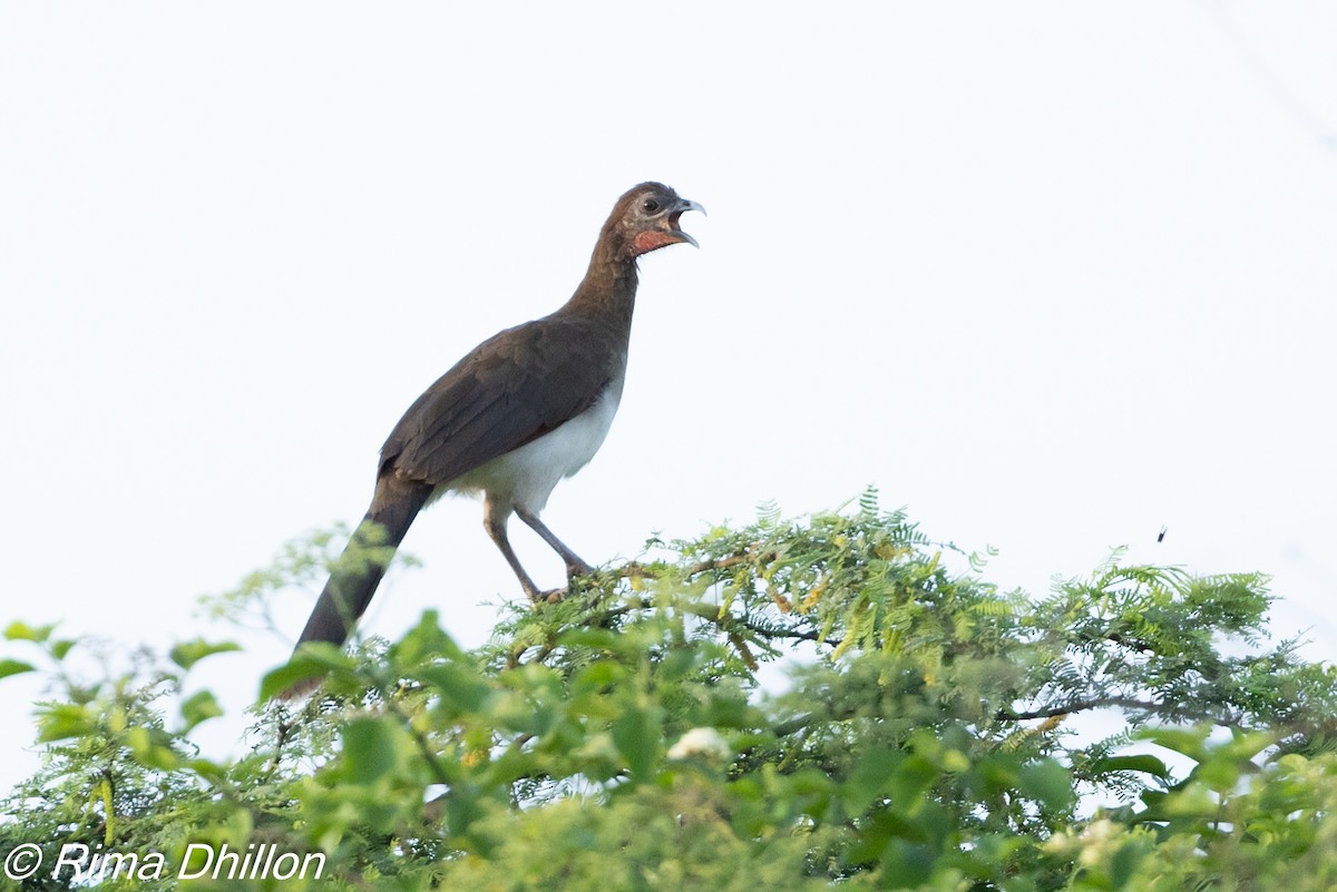 Chachalaca Alirroja - ML641058295