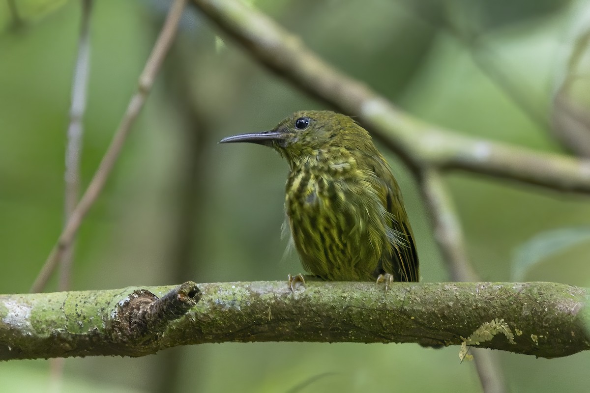 Purple-naped Spiderhunter - ML641058315