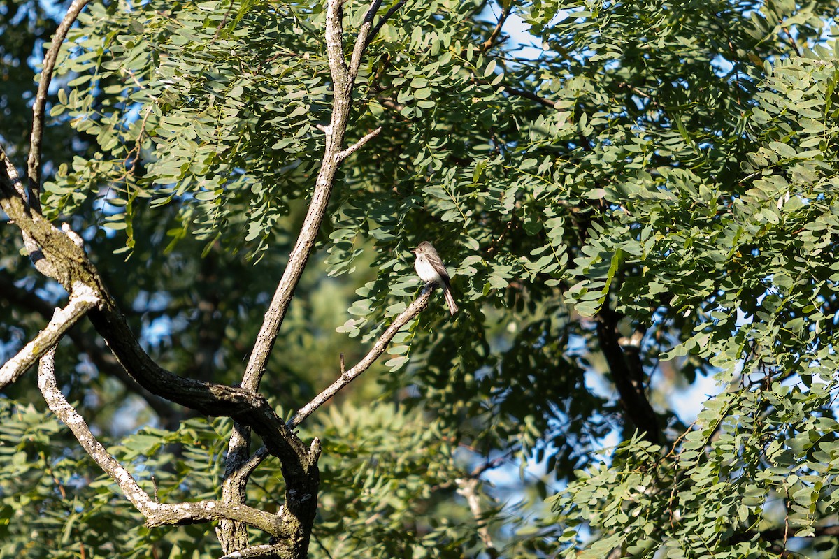 Eastern Wood-Pewee - ML641058364