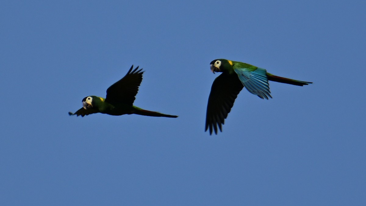 Yellow-collared Macaw - ML641058387