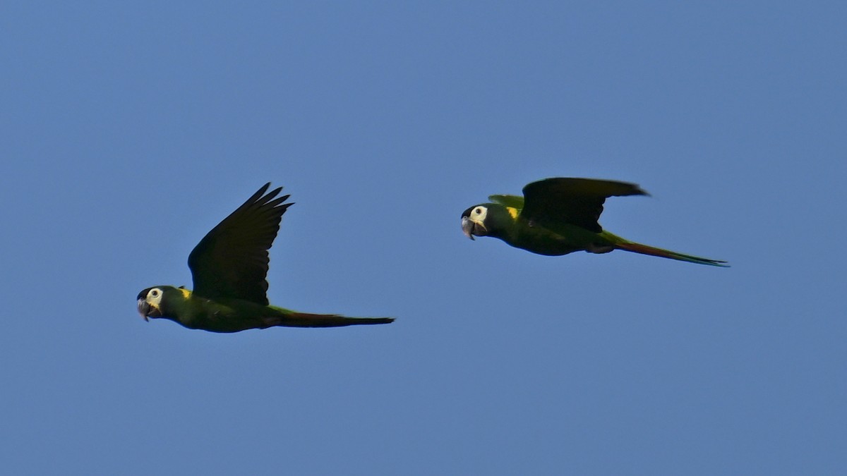 Yellow-collared Macaw - ML641058393