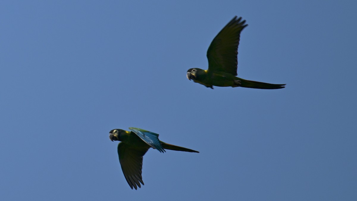 Yellow-collared Macaw - ML641058396
