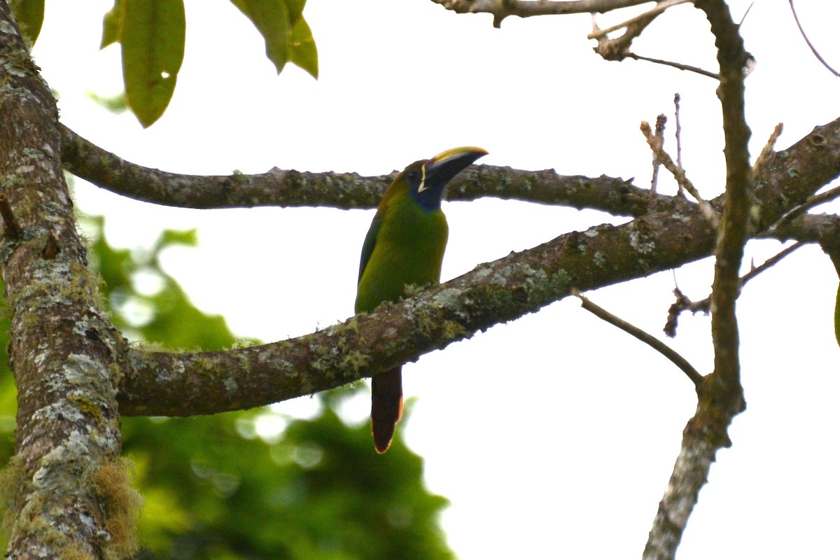 Northern Emerald-Toucanet - Janet Rathjen