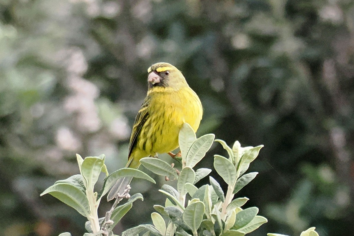 Forest Canary - ML641058413