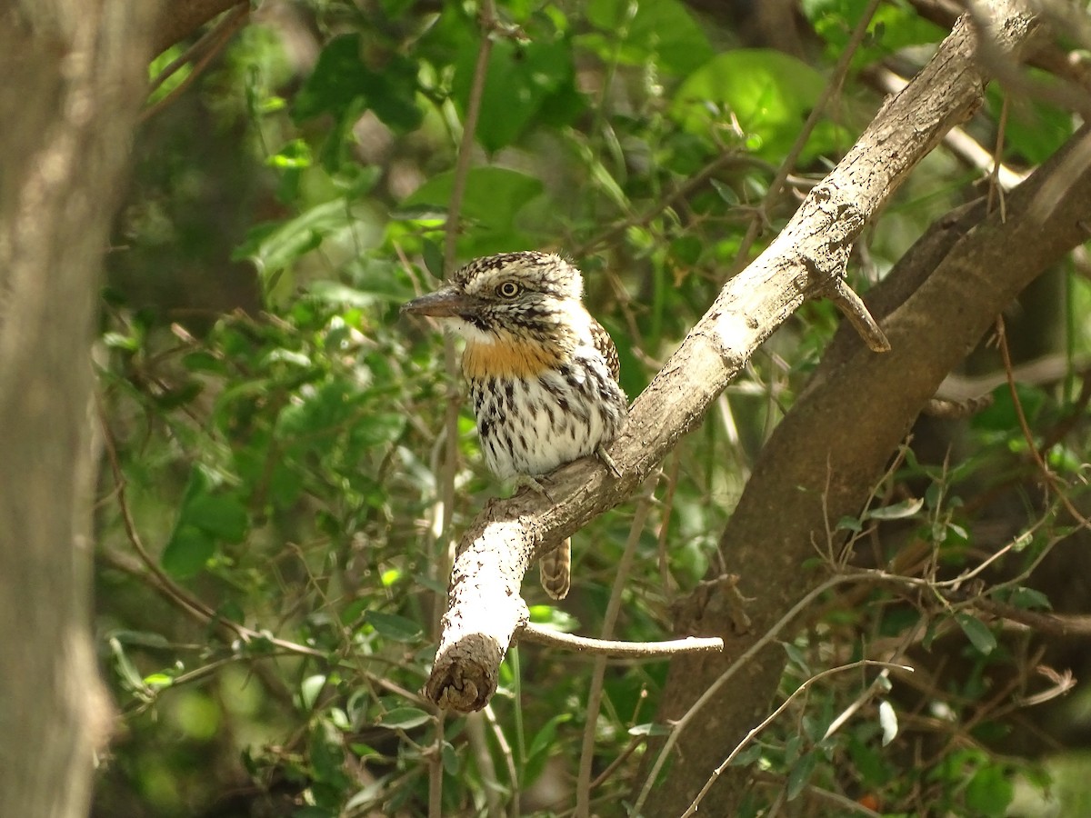 Spot-backed Puffbird - ML641058428