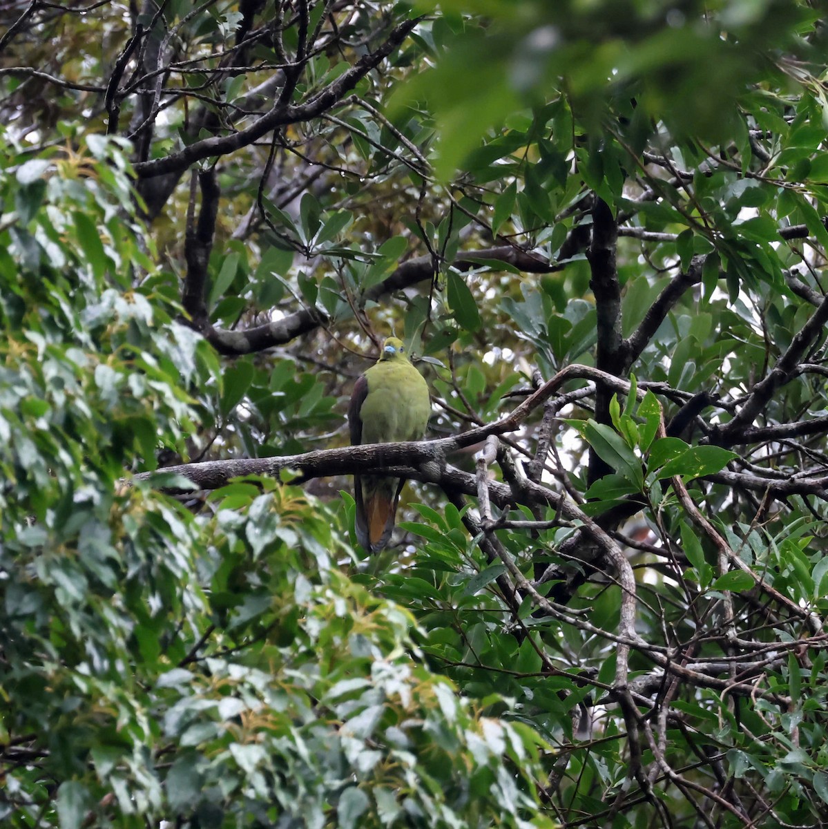 Wedge-tailed Green-Pigeon - ML641058439