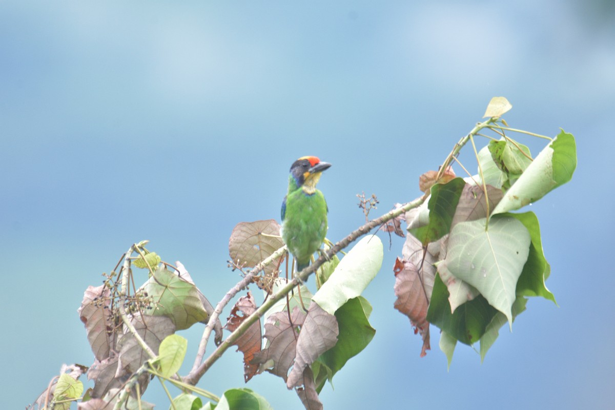 Necklaced Barbet - ML641058453