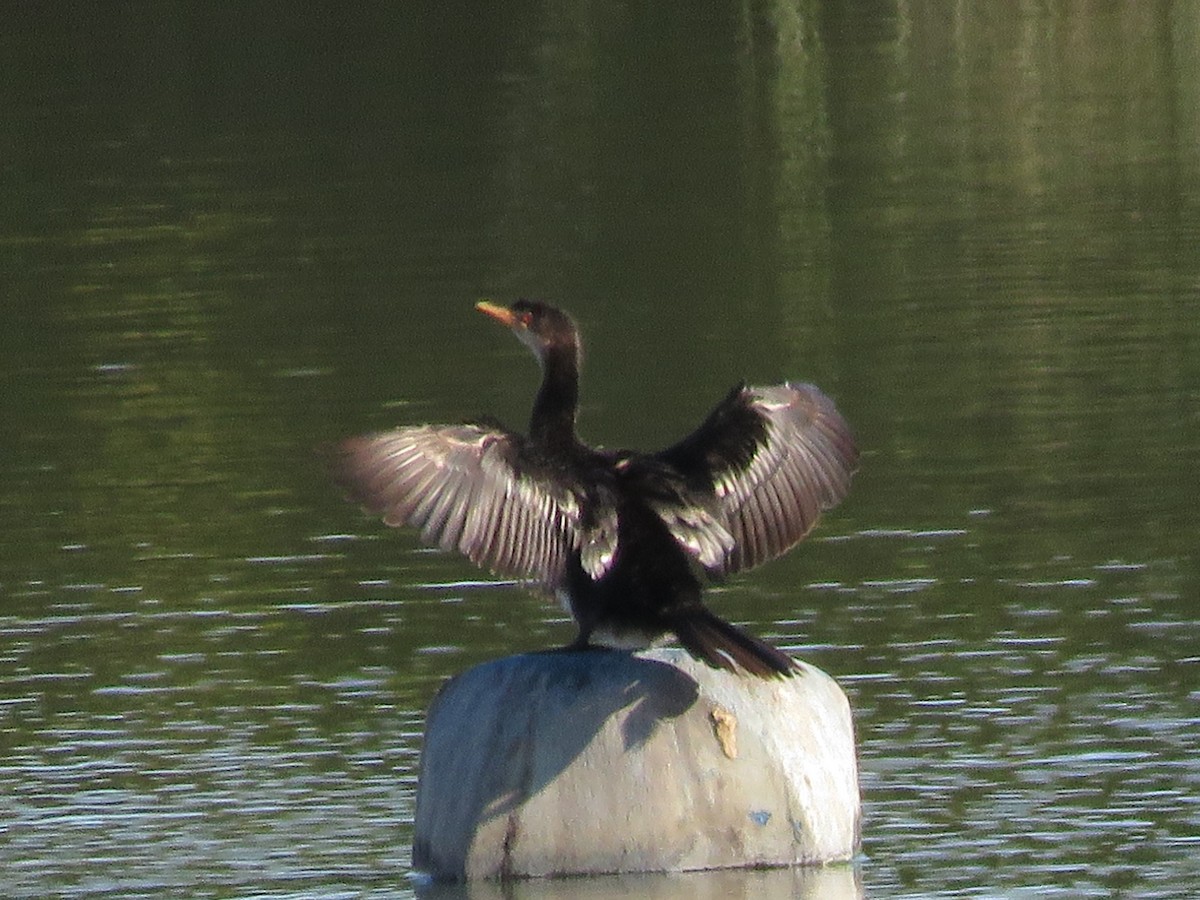 Reed Cormorant - ML641058468