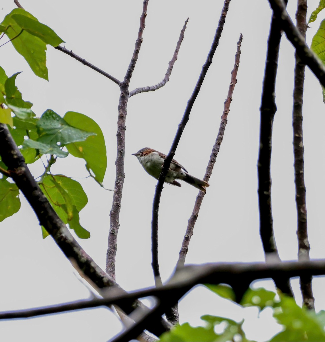 Indochinese Yuhina - ML641058473