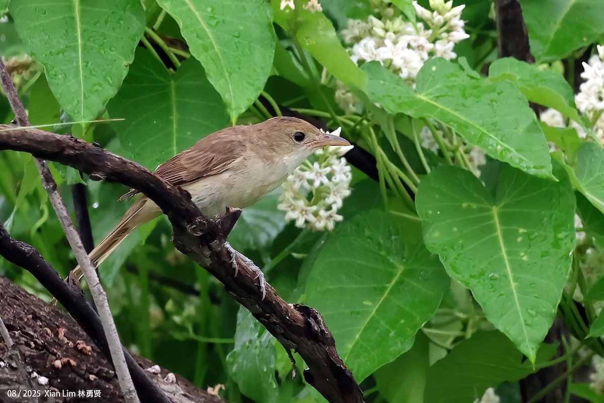 Thick-billed Warbler - ML641058479