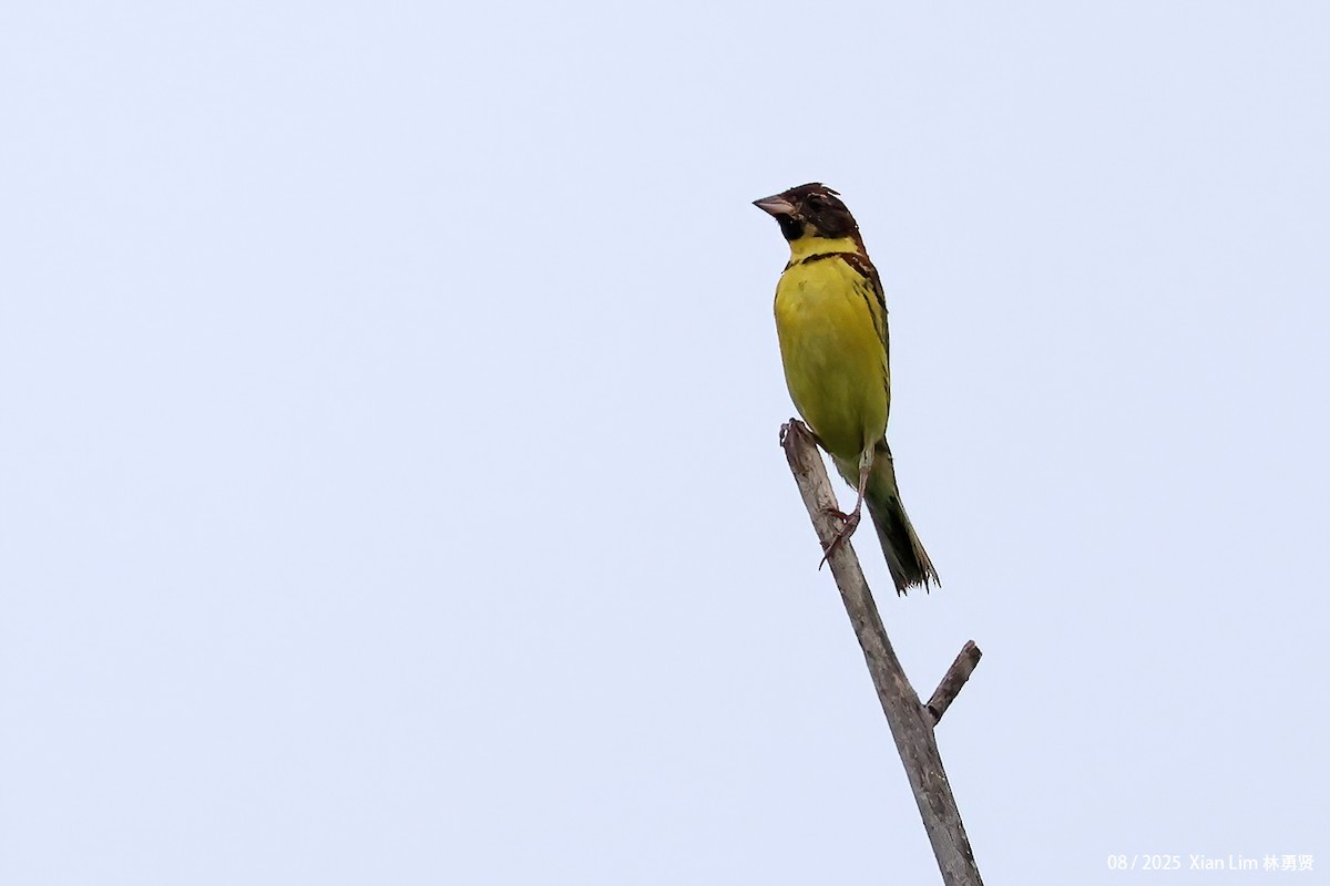 Yellow-breasted Bunting - ML641058487