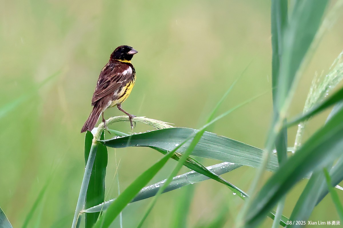 Yellow-breasted Bunting - ML641058488