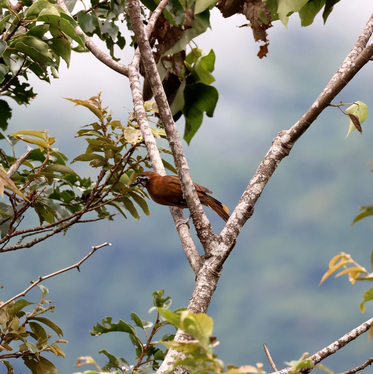Lesser Necklaced Laughingthrush - ML641058499