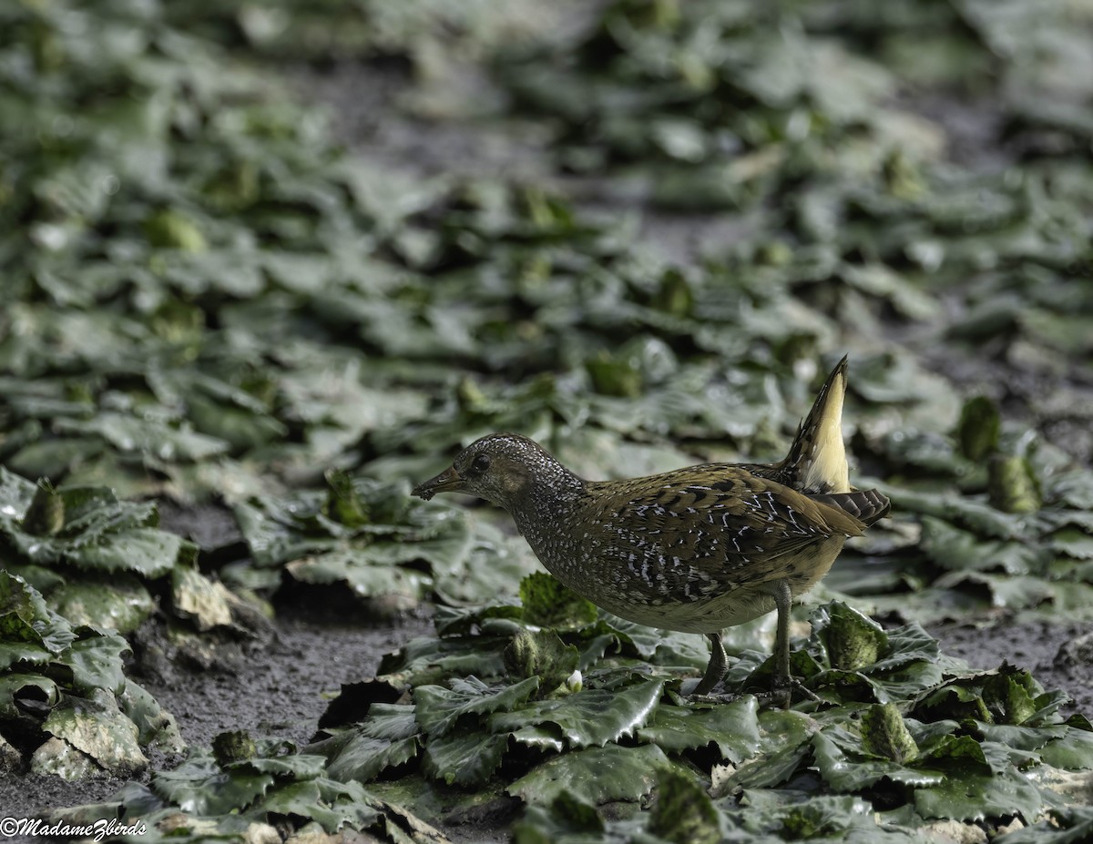 Тоодон түнжүүр - ML641058502