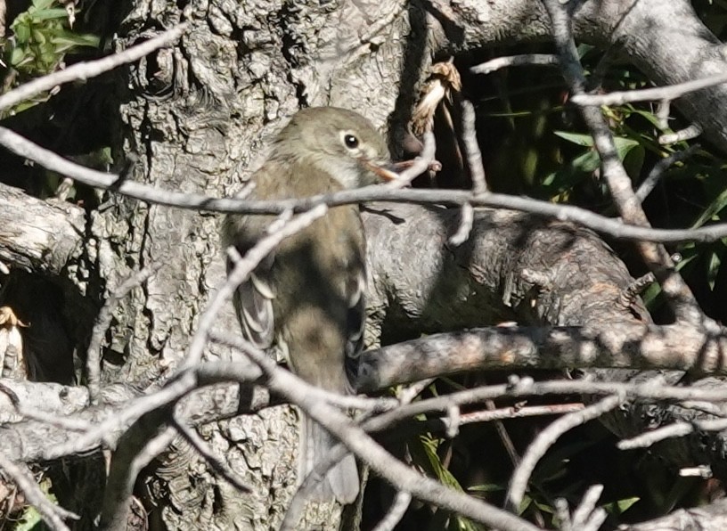 Moucherolle tchébec - ML641058519