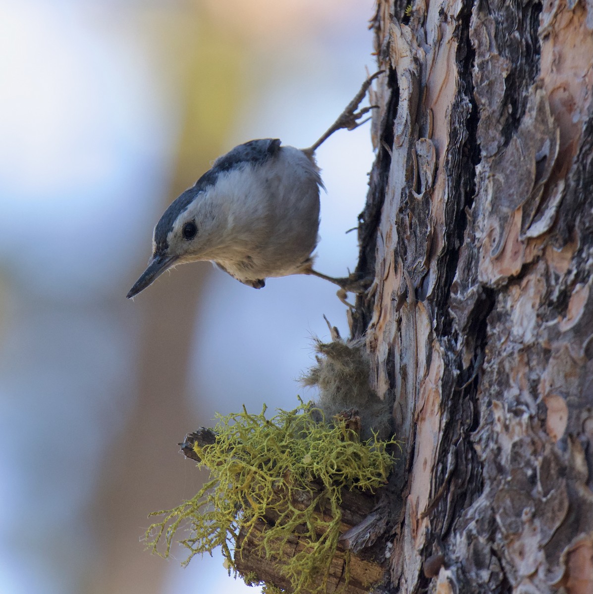 White-breasted Nuthatch (Interior West) - ML641058541