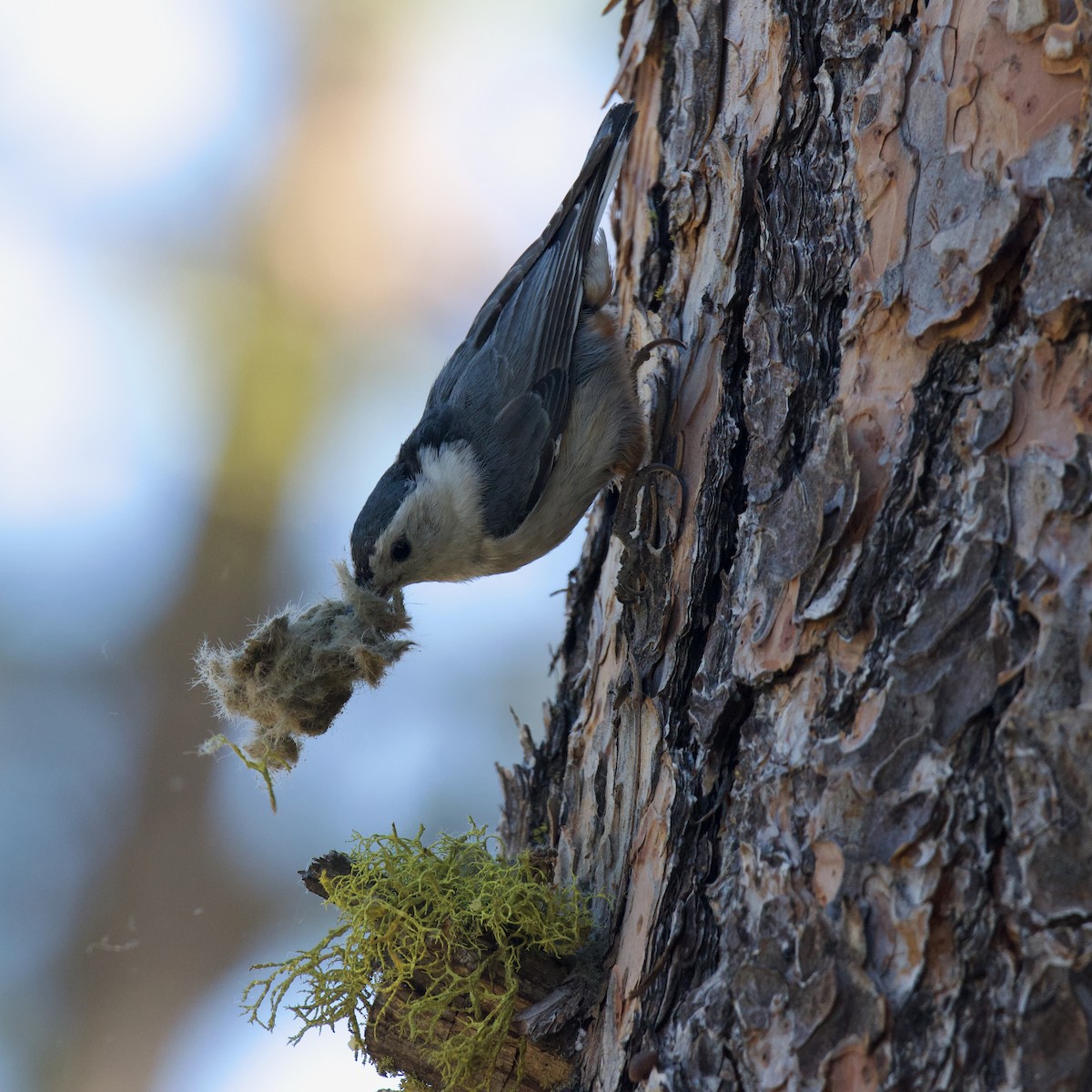 White-breasted Nuthatch (Interior West) - ML641058542