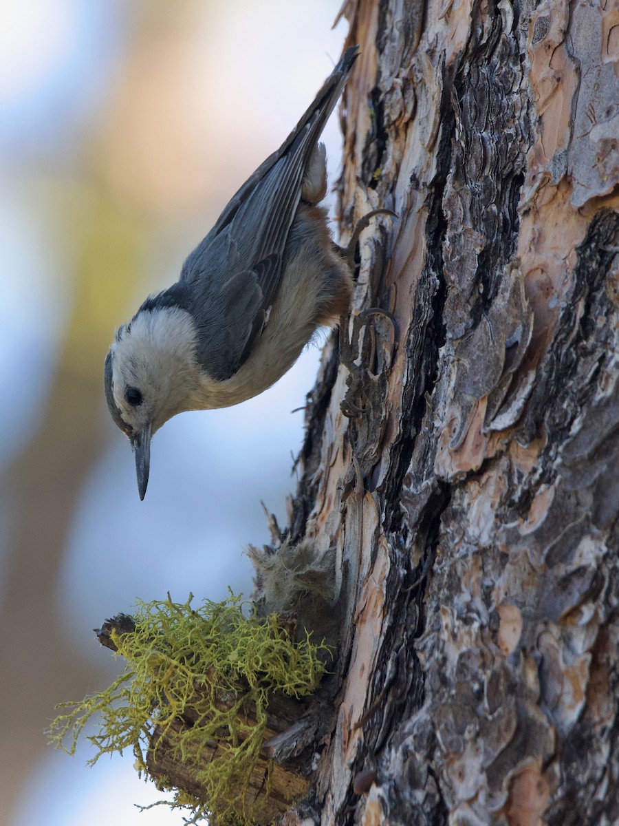 White-breasted Nuthatch (Interior West) - ML641058543