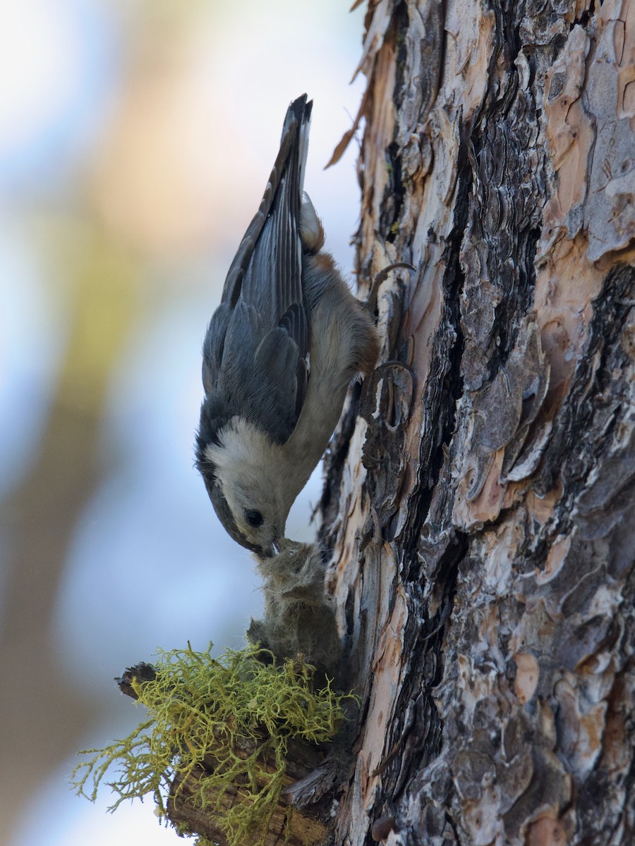 White-breasted Nuthatch (Interior West) - ML641058544