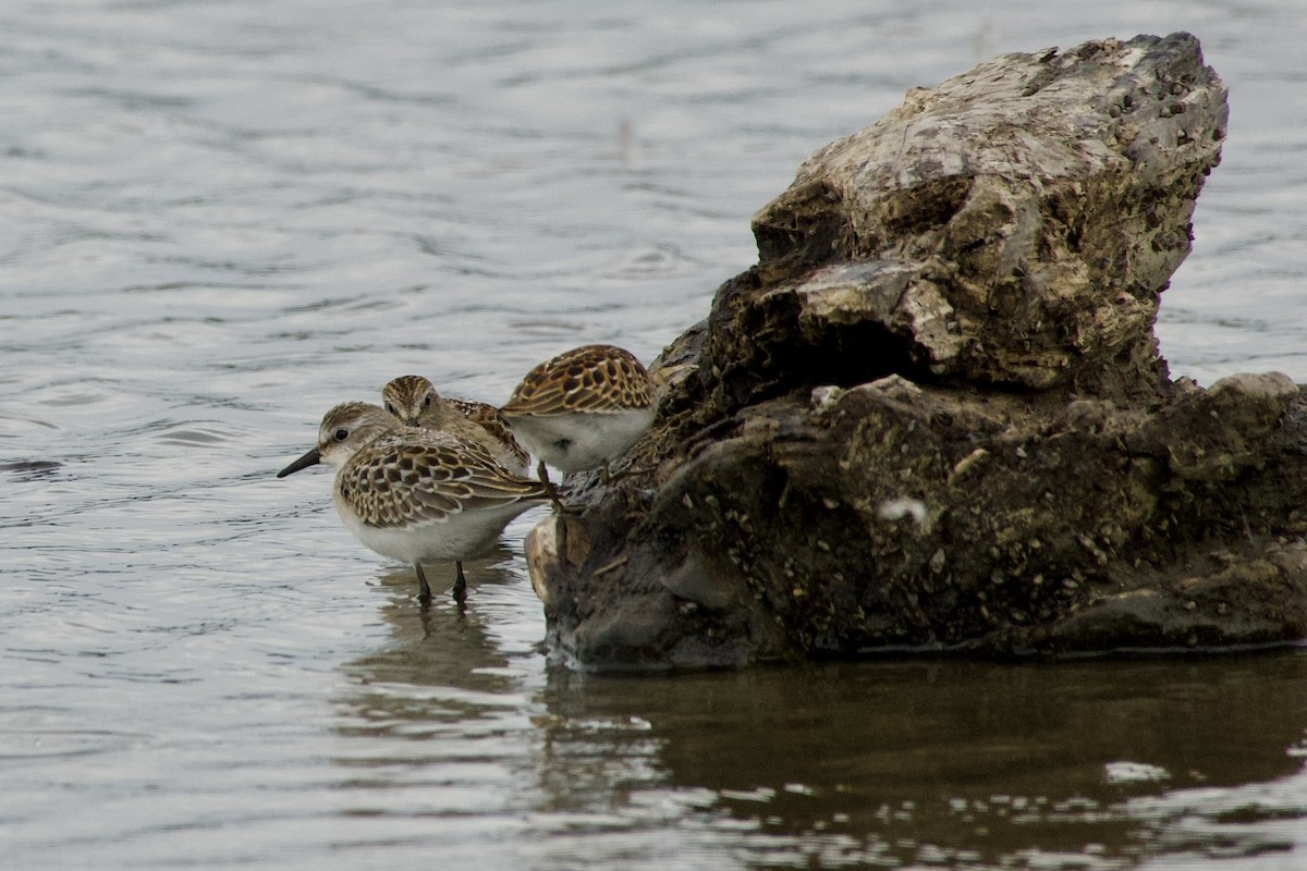 Semipalmated Sandpiper - ML641058565