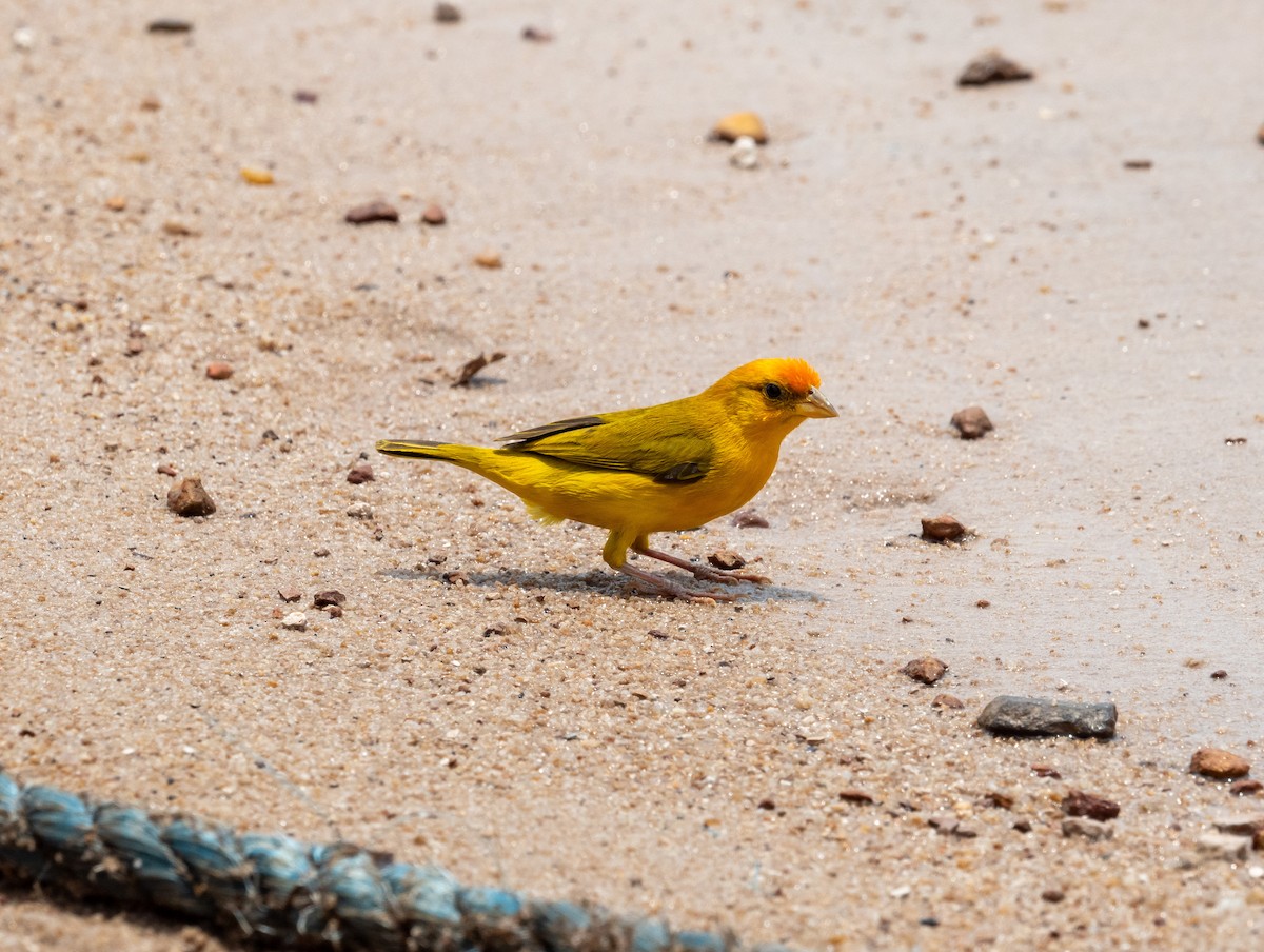 Orange-fronted Yellow-Finch - ML641058573
