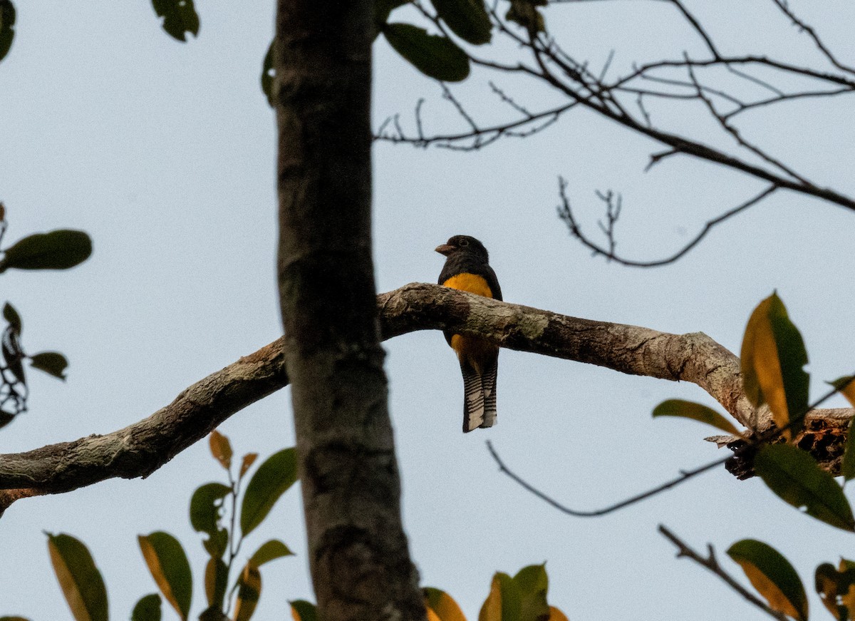 amazontrogon - ML641058587