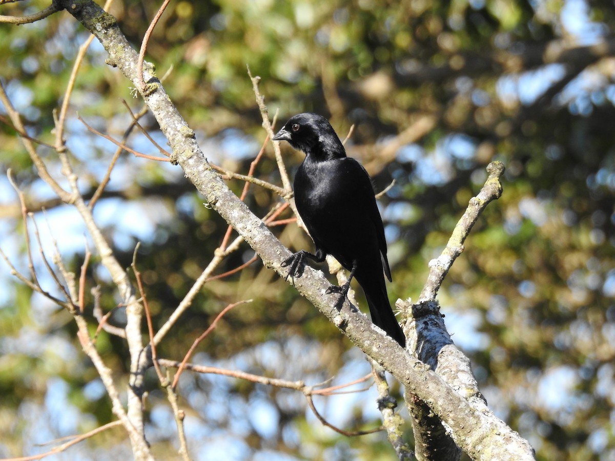 Screaming Cowbird - ML641058588