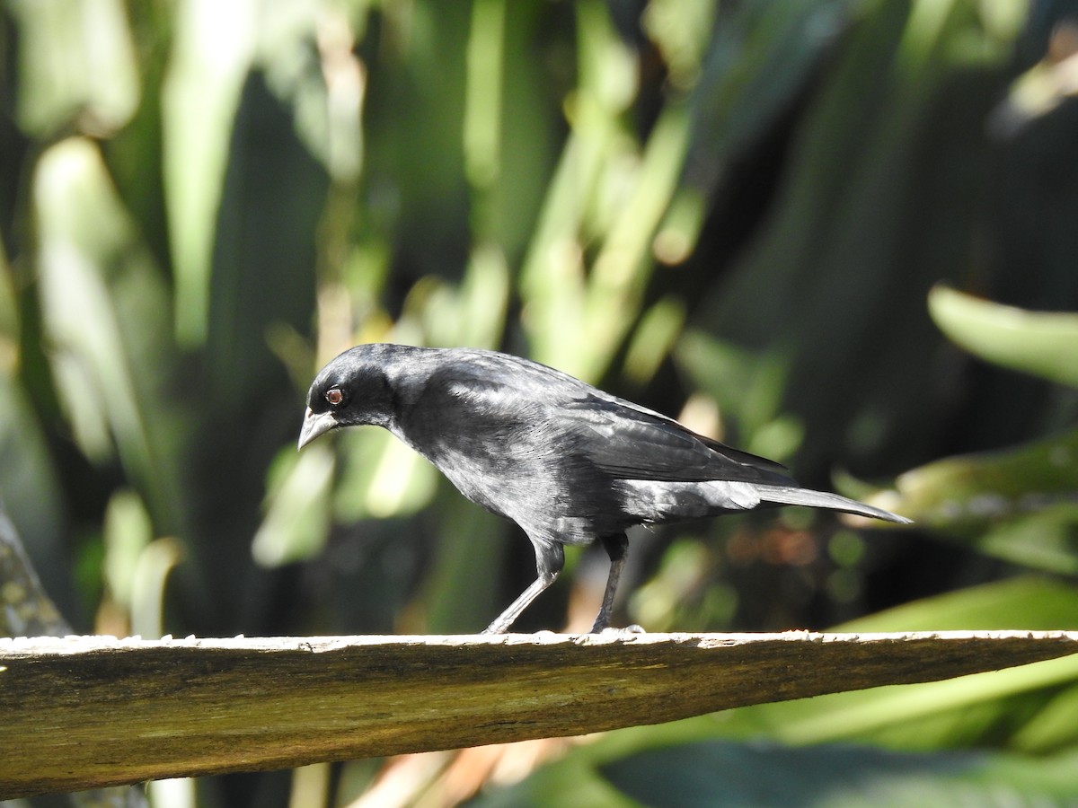 Screaming Cowbird - ML641058598