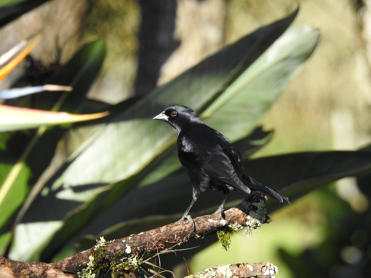 Screaming Cowbird - ML641058605