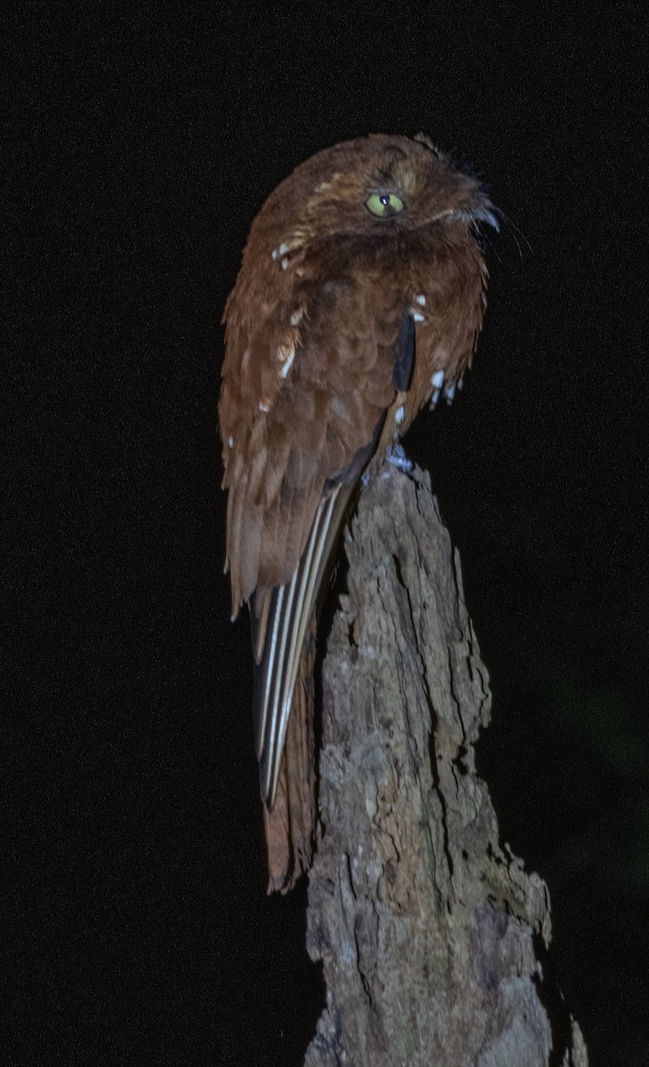 Kızıl Putu - ML641058635