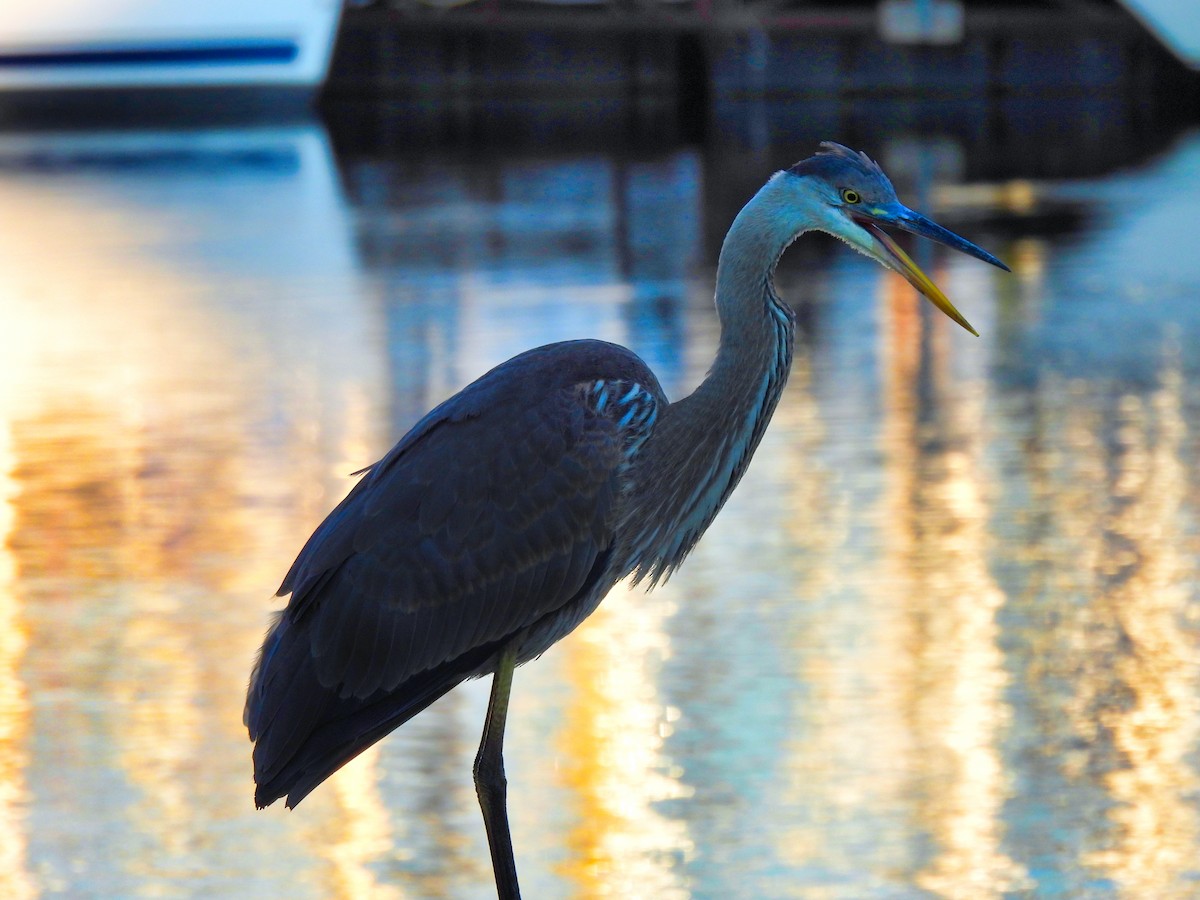 Great Blue Heron - ML641058679
