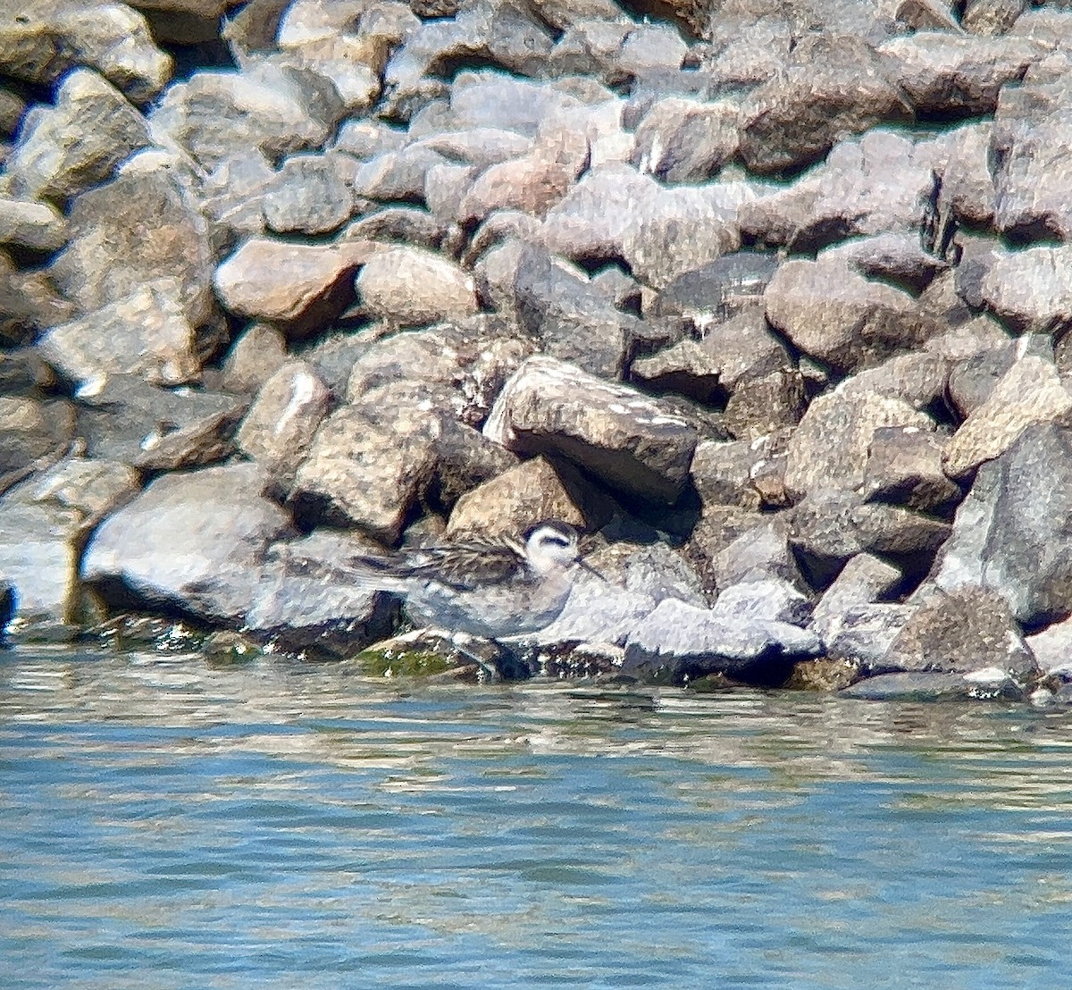 紅領瓣足鷸 - ML641058689