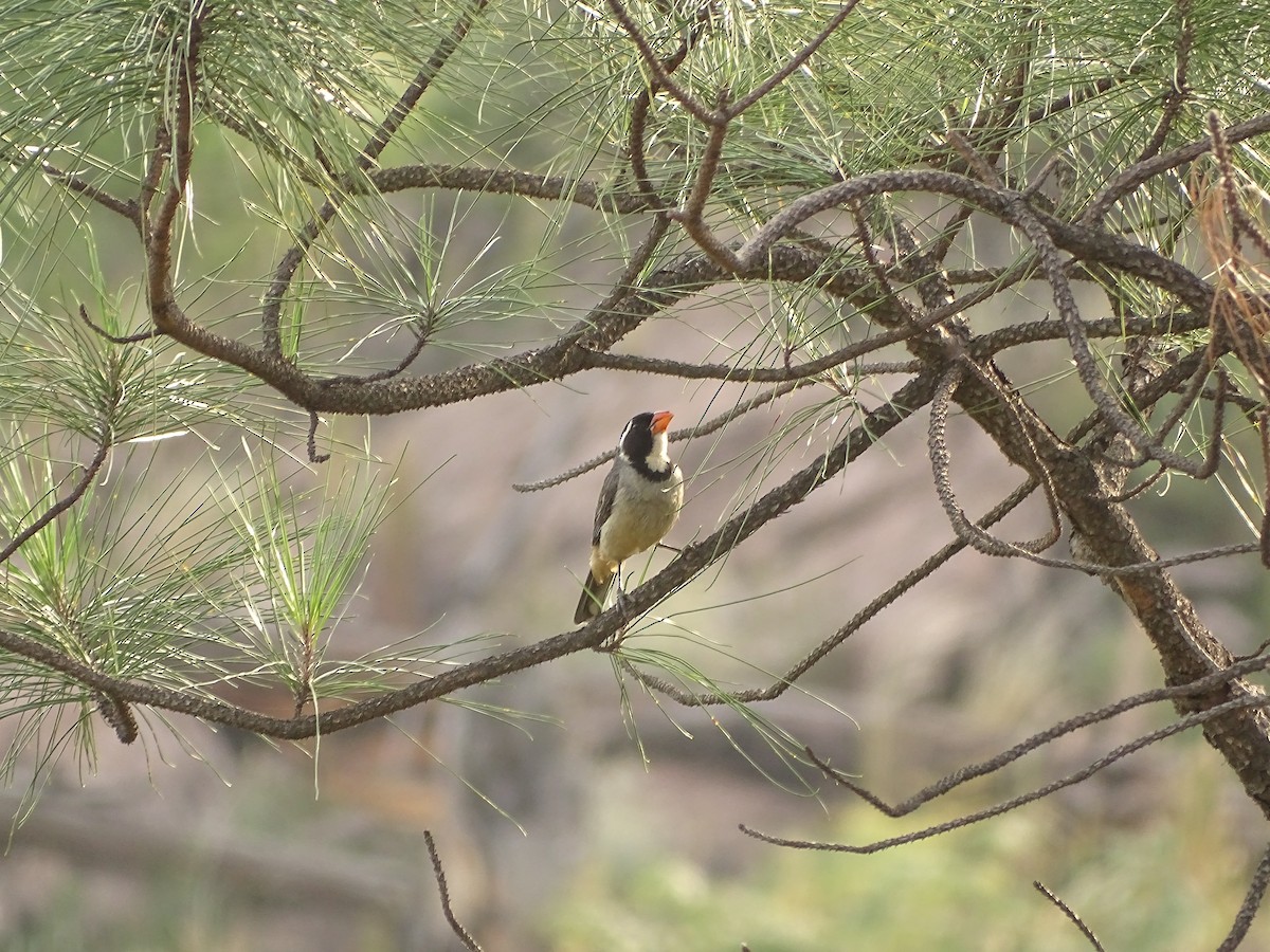 Golden-billed Saltator - ML641058695